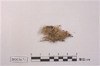 藏品(白髮苔屬)的圖片